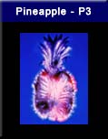 Pineapple - P3