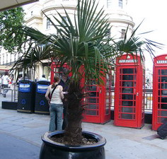 Пальма vs телефонные будки